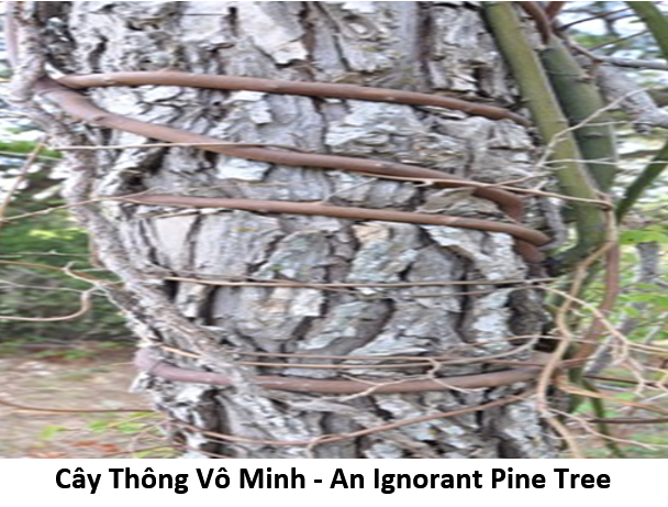 65. Ignorant pine 1