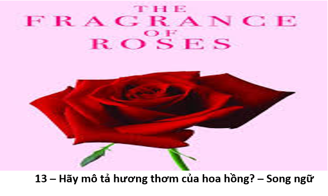 13 Hãy mô tả hương thơm của hoa hồng 1