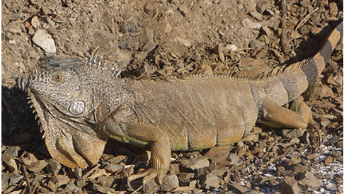 37. Trốn chết 8 iguana