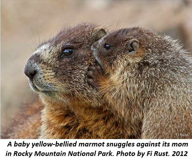 4 Lòng mẹ 2 marmot