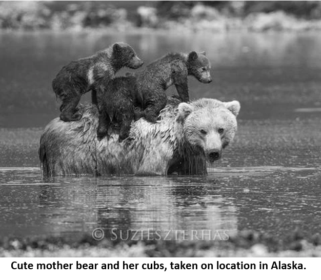 4 Lòng mẹ 3 Alaska bear