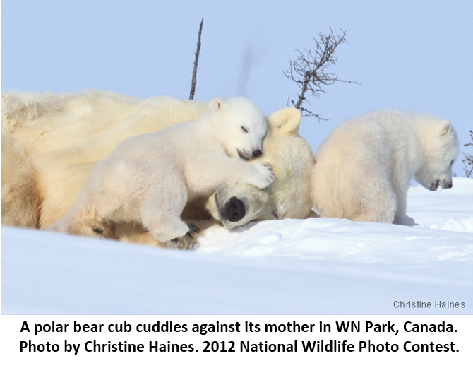4 Lòng mẹ 4 polar bear