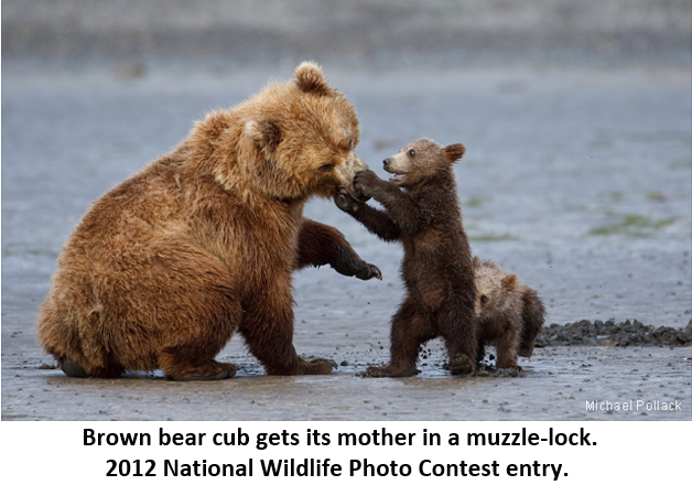 4 Lòng mẹ 7 brown bear