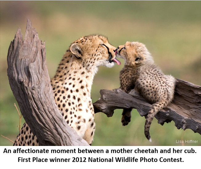 4 Lòng mẹ 8 cheetah