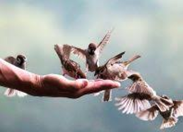 6 compassion 4 chim sẻ