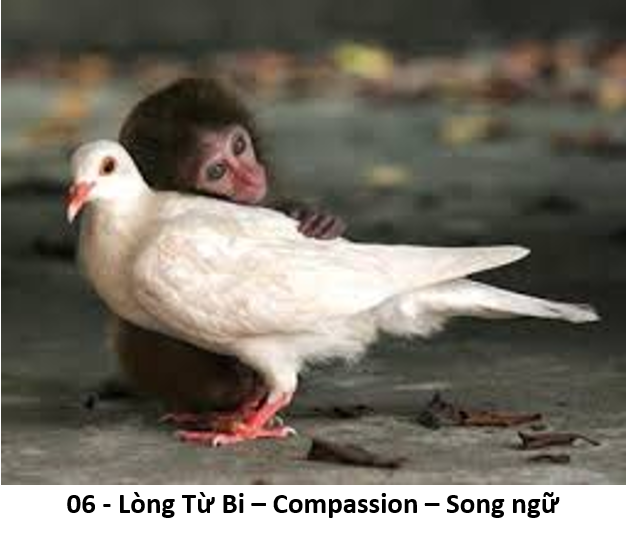 6 compassion title 1